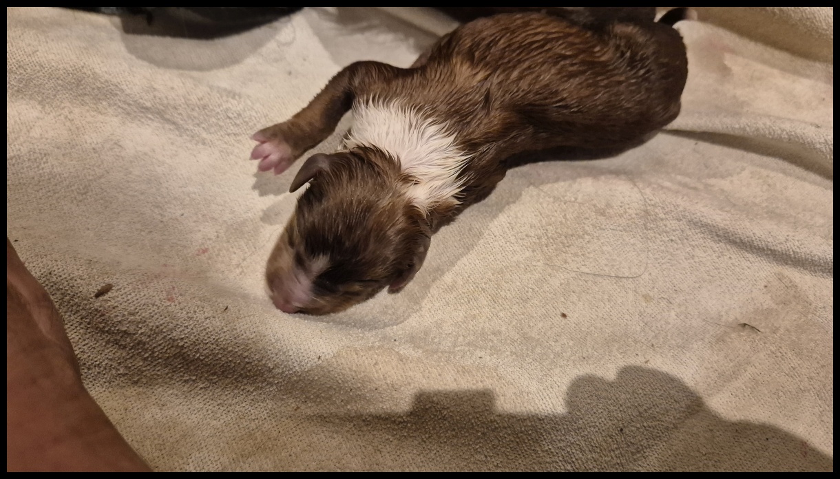 D-Wurf-von-der-Straubenhalde-2025